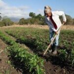 Reconocen en La Sierpe y Yaguajay labor de la mujer rural