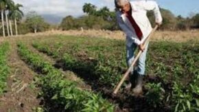 Reconocen en La Sierpe y Yaguajay labor de la mujer rural