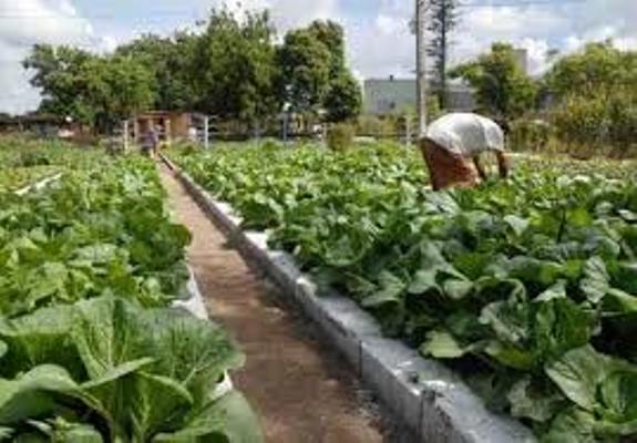Agricultura urbana, suburbana y familiar aporta al desempeño espirituano