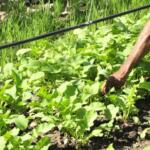 El Pepino sobresale entre organopónicos de La Sierpe