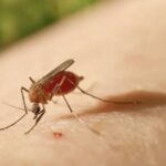 Autoridades de salud mantienen vigilancia y seguimiento a las arbovirosis