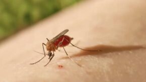 Instituciones sanitarias espirituanas listas para enfrentar la arbovirosis