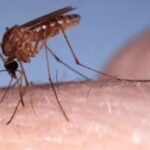 Sin alarma en Sancti Spíritus, fiebre de Oropouche demanda seguimiento