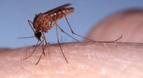 Sin alarma en Sancti Spíritus, fiebre de Oropouche demanda seguimiento