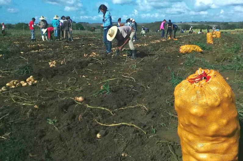 Asumen espirituanos siembra de 34 hectáreas de papa agroecológica