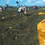 Logra Sancti Spíritus mayores rendimientos del país en cosecha de papa ecológica