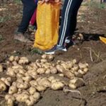 Cooperativa de Jatibonico retoma siembra de papa agroecológica