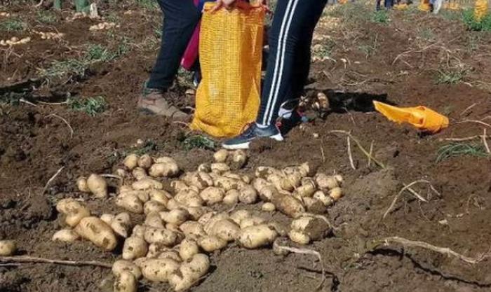Cooperativa de Jatibonico retoma siembra de papa agroecológica