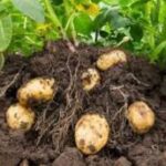 Completan en La Sierpe siembra de la papa ecológica