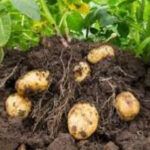 Sancti Spíritus extiende cultivo de la papa agroecológica