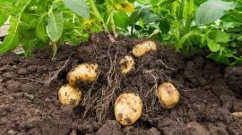 Sancti Spíritus extiende cultivo de la papa agroecológica