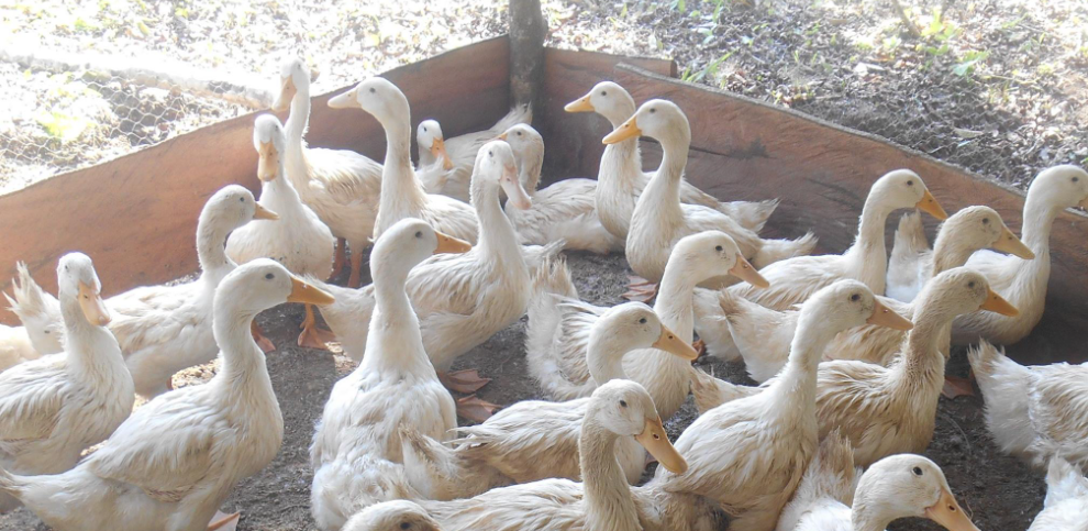 Patos pequineses aportan carne y huevo en La Sierpe