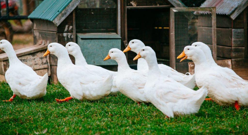 Inician cría de patos pekineses en el Sur del Jíbaro