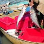 Crece en Trinidad figura del pescador comercial dentro del sector cuentapropista