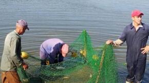 Las 14 brigadas de pescadores alternan para trabajar en una sola faena de captura.Foto: Escambray.