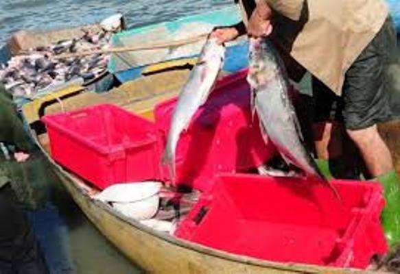 Crece en Trinidad figura del pescador comercial dentro del sector cuentapropista