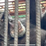 Insólito: Pipito, el chimpancé de Sancti Spíritus, se acerca a los 56 años (+ video)