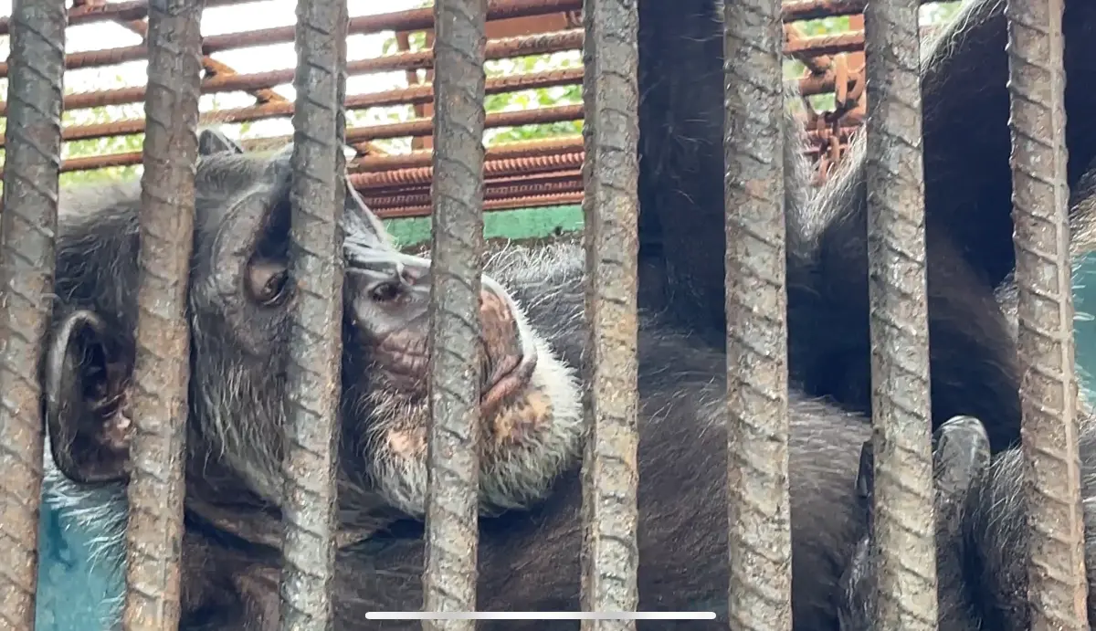Insólito: Pipito, el chimpancé de Sancti Spíritus, se acerca a los 56 años (+ video)