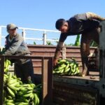 Agricultores se adelantan ante amenaza meteorológica