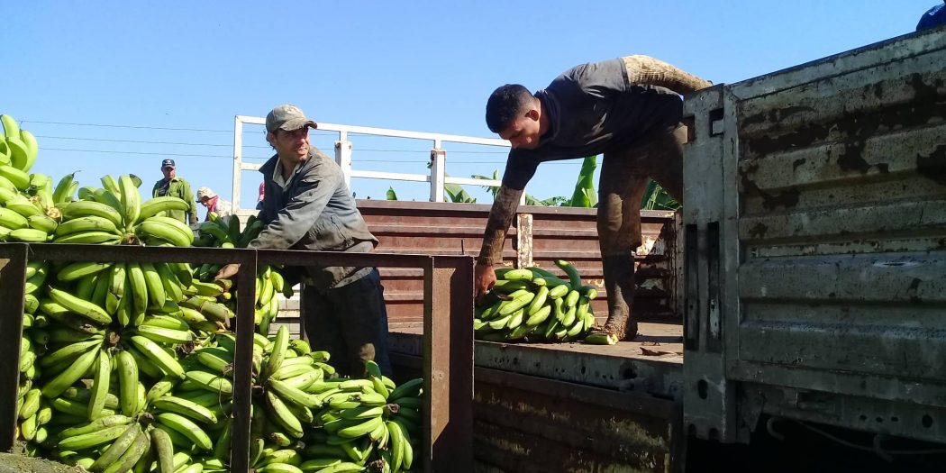 Agricultores se adelantan ante amenaza meteorológica