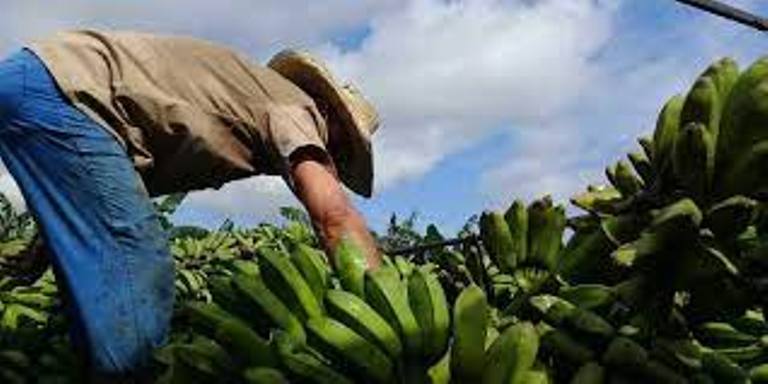 Favorece Taguasco la producción de viandas en movimiento de campesinos de avanzada