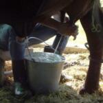 ¿Cuánto influyen las deudas en el pago a los productores en el acopio de leche?