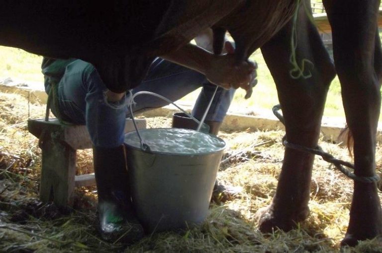 ¿Cuánto influyen las deudas en el pago a los productores en el acopio de leche?