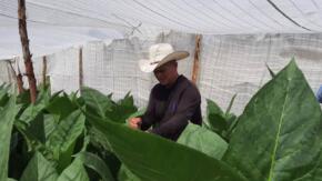 El veguero Duviel González se ha convertido en un gigante en la producción de capas para los habanos exportables.Foto: Eduardo Sicilia Hernández