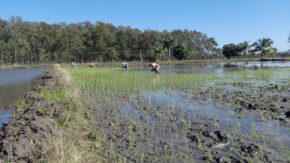 El arroz queda por debajo de lo previsto para campaña invernal en Taguasco