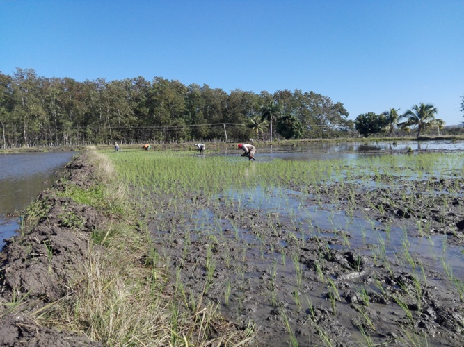 Joven taguasquense asume  proyecto para producir arroz nacional