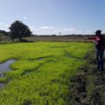 Avanza en Taguasco control al uso de la tierra y tenencia de ganado mayor