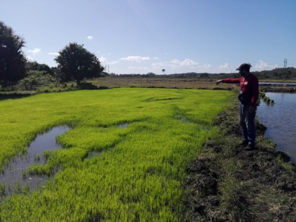 En “ las tapias” cuentan con  posturas de arroz de alto potencial agrícola. Foto: Eduardo Sicilia Hdez.