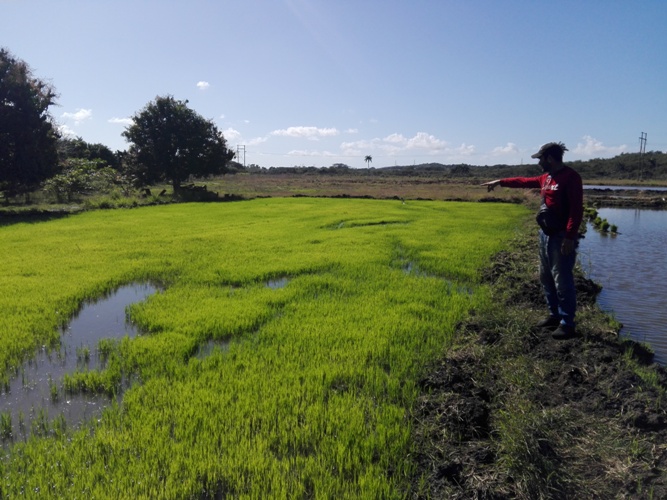 Avanza en Taguasco control al uso de la tierra y tenencia de ganado mayor