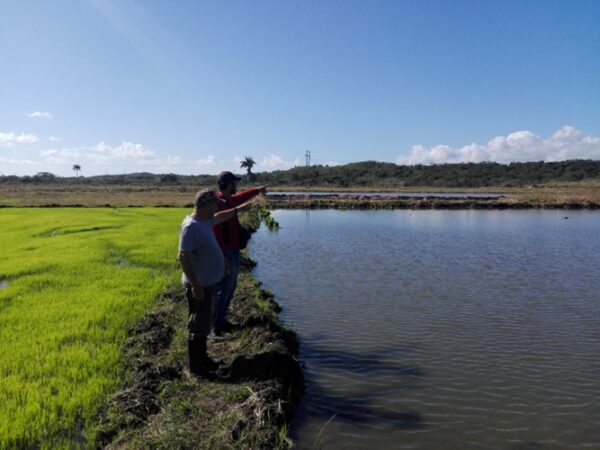 Una  buena cantidad de tierras que pueden favorecer un importante polo arrocero en Taguasco. Foto: Eduardo Sicilia Hdez.