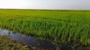 Arroceros de El Cedro responden a compromiso invernal de siembra