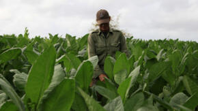 Brisas y colores del veguerío