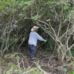 Revelaciones desde el marabuzal