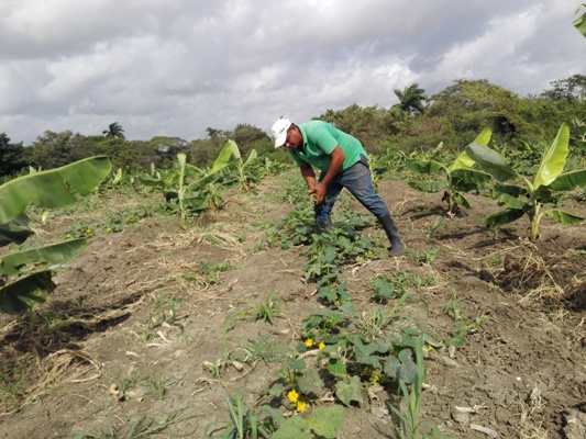 Entre las fortalezas de la finca está el adecuado intercalamiento de cultivos que aportan más comida y ganancias. Foto: Eduardo Sicilia Hdez.