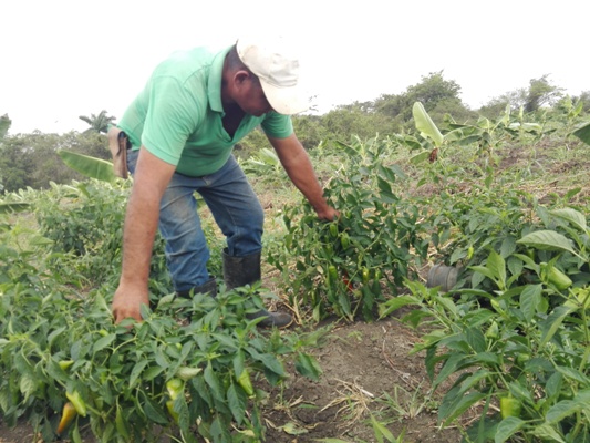 El campesino Ray Pérez  y su producción de alimentos
