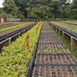 Impulsa rama apícola en Sancti Spíritus programa de reforestación