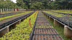 Impulsa rama apícola en Sancti Spíritus programa de reforestación