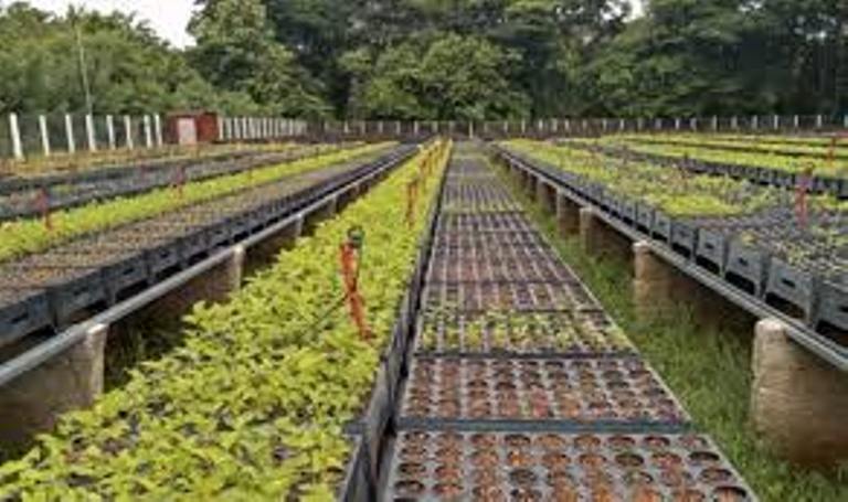 Impulsa rama apícola en Sancti Spíritus programa de reforestación