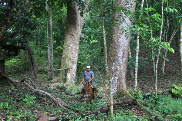 El alto nivel de conservación permite ver en los bosques ejemplares de alto porte. Foto: Oscar Alfonso Sosa.