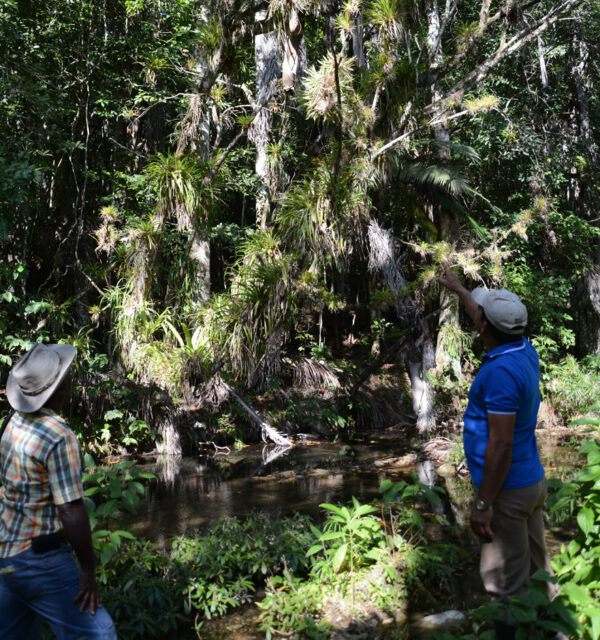 Conservación y diversidad se dan las manos en la Reserva. Foto: Oscar Alfonso Sosa.