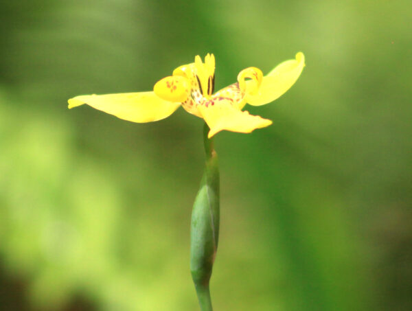 Variedades de orquídeas hacen la delicia del visitante a Lomas de Banao. Foto: Oscar Alfonso Sosa.