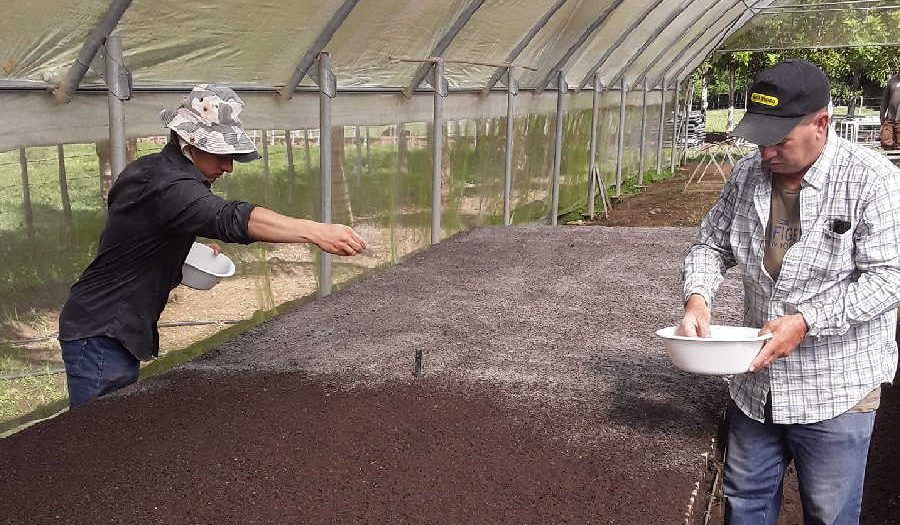 Vegueros de Sancti Spíritus frente a una nueva cosecha