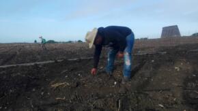 Vegueros espirituanos inician riego de semillas para siembras