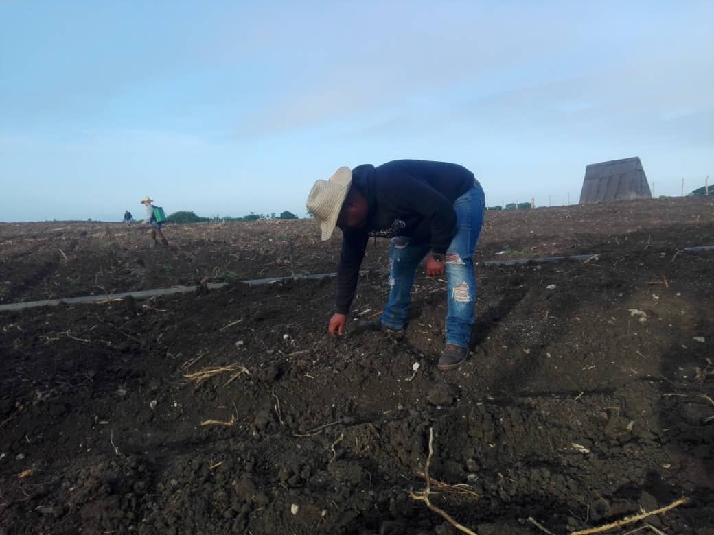 Vegueros espirituanos inician riego de semillas para siembras