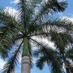 Pasión por Cuba se siente en Sancti Spíritus