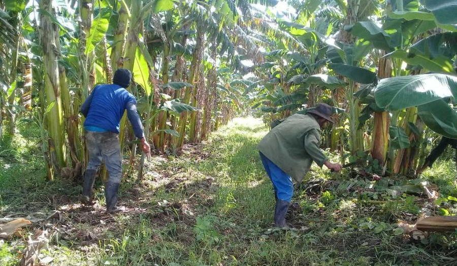 Polo productivo espirituano en busca de su recuperación